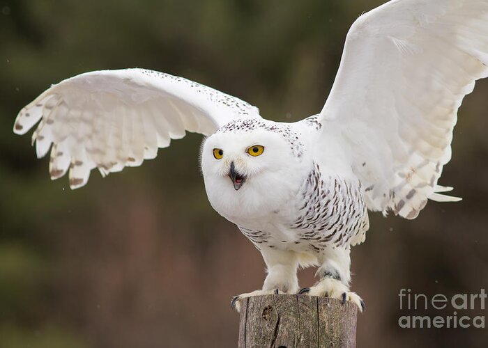 Snowy Greeting Card featuring the photograph Snowy Owl #2 by Les Palenik