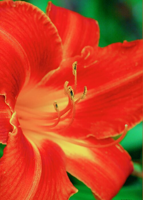 Lily Greeting Card featuring the digital art Red, Orange and Yellow Lily by Crystal Wightman