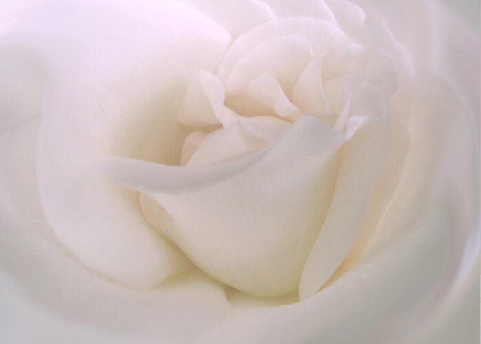 Rose Greeting Card featuring the photograph Softness of a White Rose Flower by Jennie Marie Schell