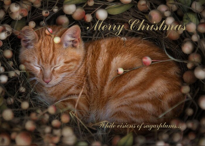 Christmas Greeting Card featuring the photograph Sugarplum by Robin-Lee Vieira