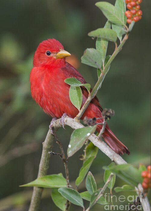 Summer Tanager Greeting Card featuring the photograph Summer Tanager by Anthony Mercieca