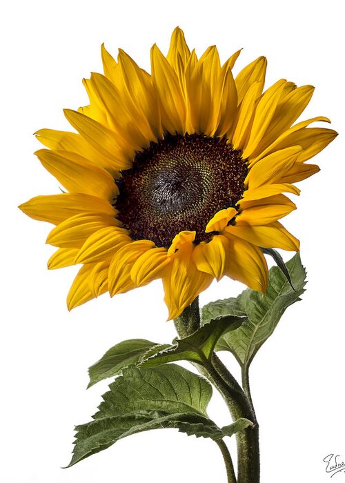 Flower Greeting Card featuring the photograph Sunflower #2 by Endre Balogh