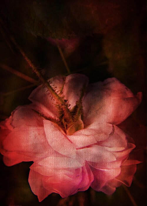 Rose Greeting Card featuring the photograph Time Of Roses by Theresa Tahara
