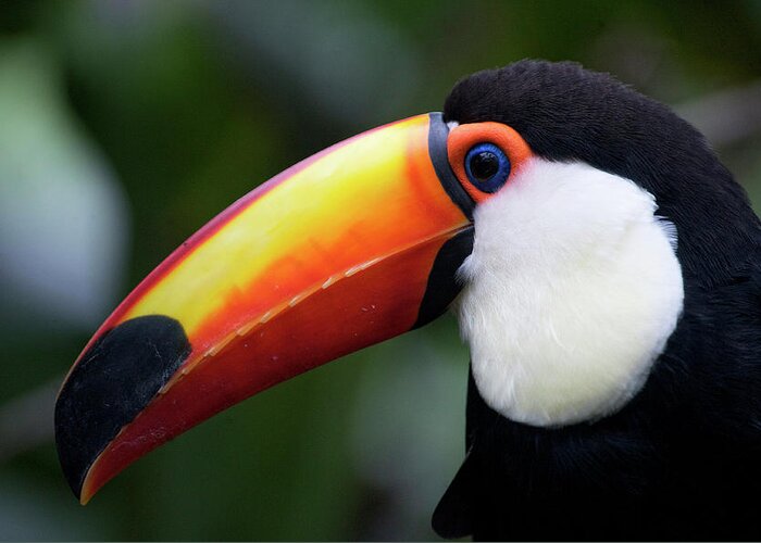 Andres Morya Greeting Card featuring the photograph Toco Toucan (ramphastos Toco #2 by Andres Morya Hinojosa