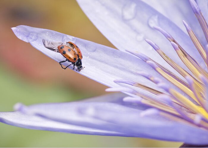 Ladybug Greeting Card featuring the photograph Unfurling For Flight #2 by Priya Ghose