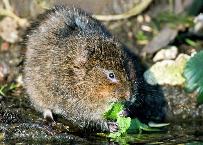 European Water Vole Greeting Card featuring the photograph Water Vole #2 by John Devries/science Photo Library