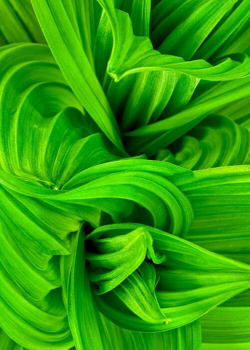 Closeup Greeting Card featuring the photograph Wavy Green by Jeff Sinon