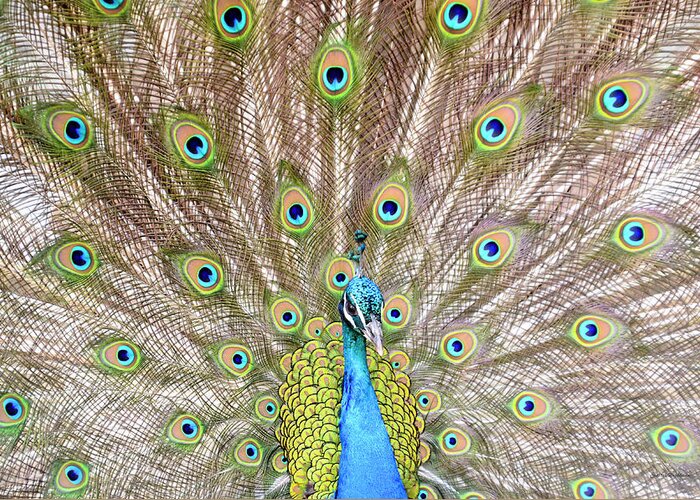 Male Peacock Greeting Card featuring the photograph Peacock by Crystal Wightman