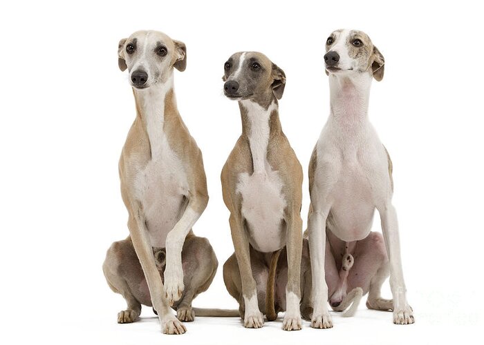 Dog Greeting Card featuring the photograph Whippets #2 by Jean-Michel Labat