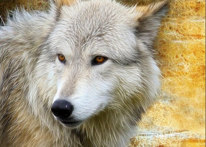  Wolf Art Greeting Card featuring the photograph Wolf 2 by Steve McKinzie