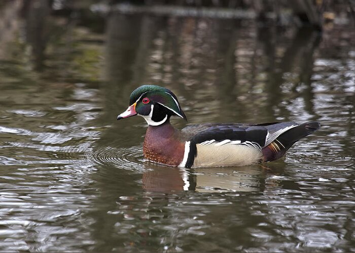 Duck Greeting Card featuring the photograph Wood Duck #3 by Eunice Gibb
