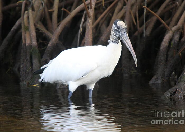 Wood Stork Greeting Card featuring the photograph Wood Stork in the swamp by Christiane Schulze Art And Photography