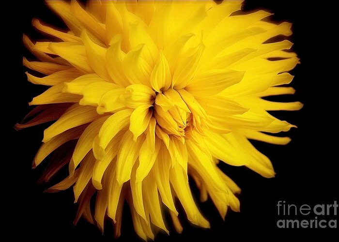 Dahlia Greeting Card featuring the photograph Yellow Dahlia by Lisa Billingsley