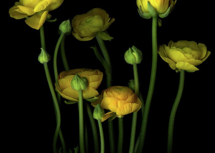 Bud Greeting Card featuring the photograph Yellow Ranunculus #2 by Photograph By Magda Indigo