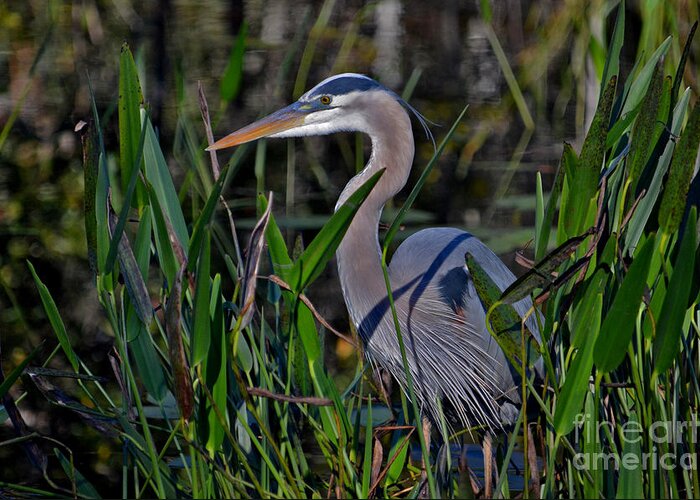 Great Blue Heron Greeting Card featuring the photograph 20- Great Blue Heron by Joseph Keane