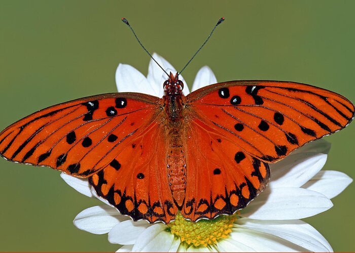 Insect Greeting Card featuring the photograph Gulf Fritillary Butterfly #20 by Millard H. Sharp