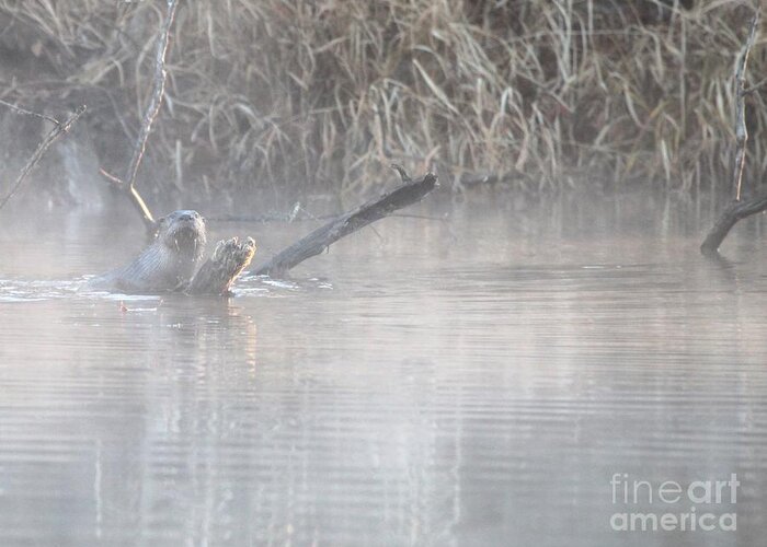 Nature Greeting Card featuring the photograph Northern River Otter #20 by Jack R Brock