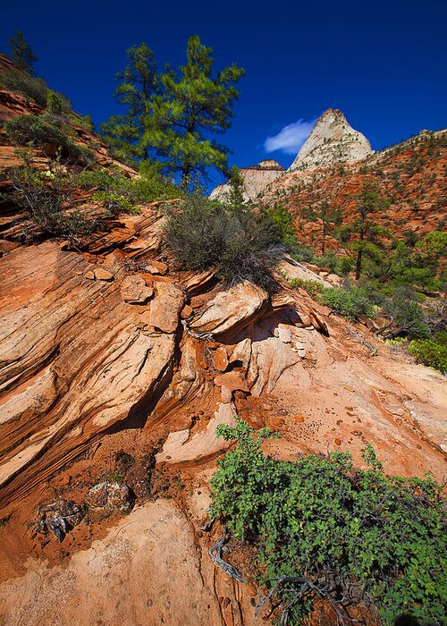 Landscape Greeting Card featuring the photograph Zion National Park Utah USA #20 by Richard Wiggins