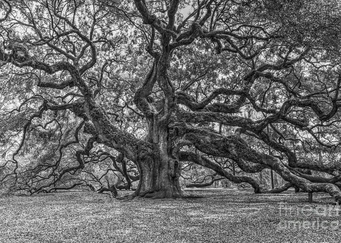 Angel Oak Tree Greeting Card featuring the photograph Angel Oak Tree in Black and White by Dale Powell