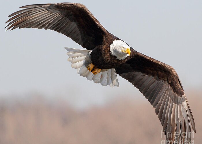 Bald Eagles Greeting Card featuring the photograph Bald Eagle #215 by Steve Javorsky