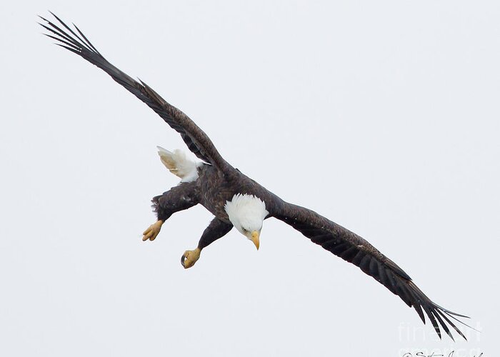 Bald Eagles Greeting Card featuring the photograph Bald Eagle #223 by Steve Javorsky