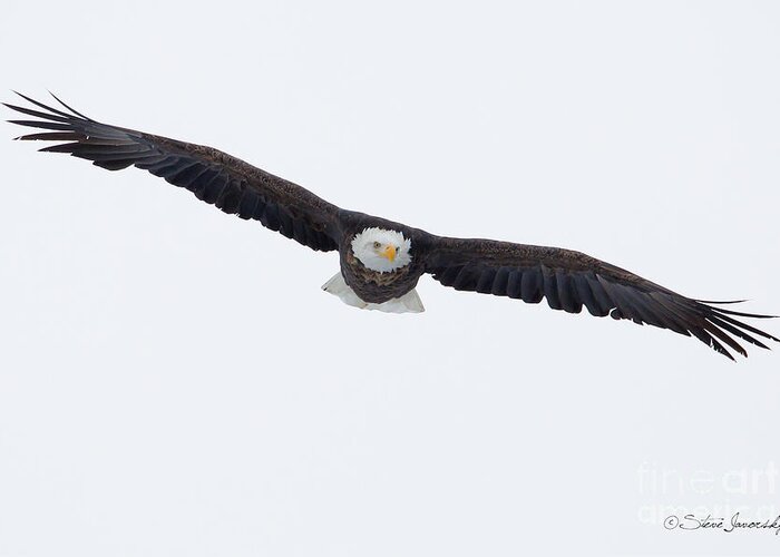 Bald Eagles Greeting Card featuring the photograph Bald Eagle #226 by Steve Javorsky