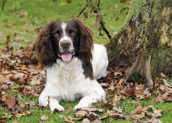 Dog Greeting Card featuring the photograph English Springer Spaniel by John Daniels