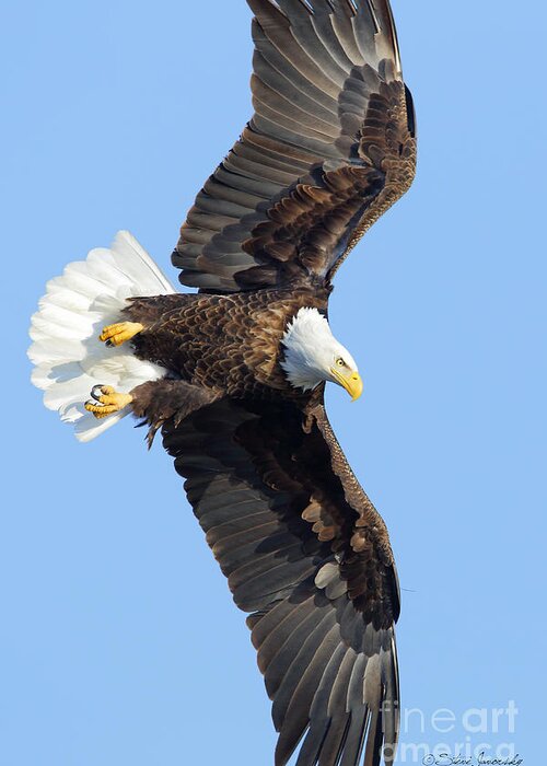 Bald Eagles Greeting Card featuring the photograph Bald Eagle #248 by Steve Javorsky