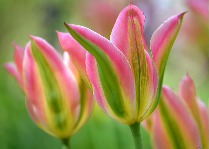 Floral Greeting Card featuring the photograph 2.5 Tulip #25 by JoAnn Lense