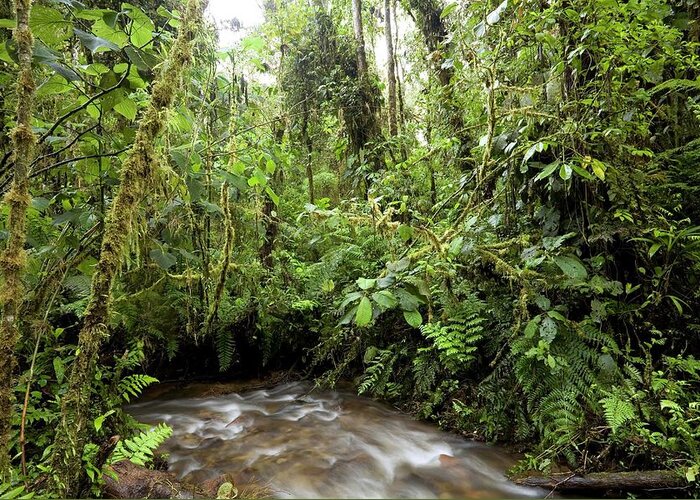 Plant Greeting Card featuring the photograph Amazon Rainforest #3 by Dr Morley Read/science Photo Library