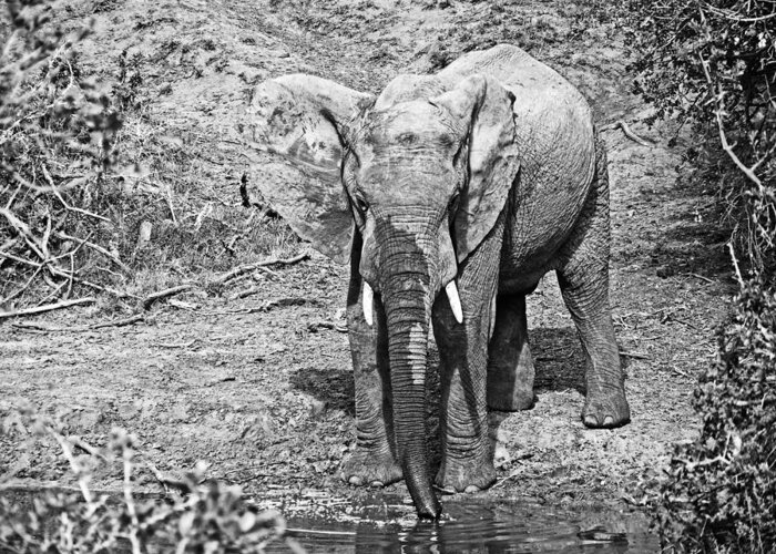Elephant Bull Greeting Card featuring the photograph At The Waterhole #3 by Douglas Barnard