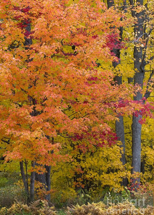 Autumn Greeting Card featuring the photograph Autumn Forest #3 by John Shaw