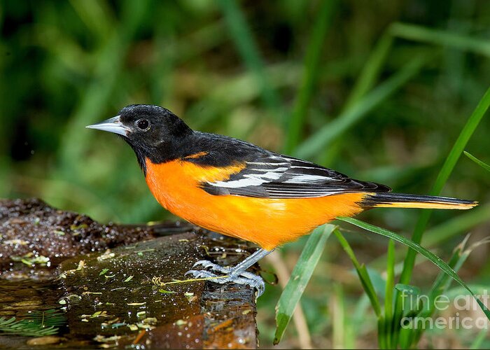 Animal Greeting Card featuring the photograph Baltimore Oriole #3 by Anthony Mercieca