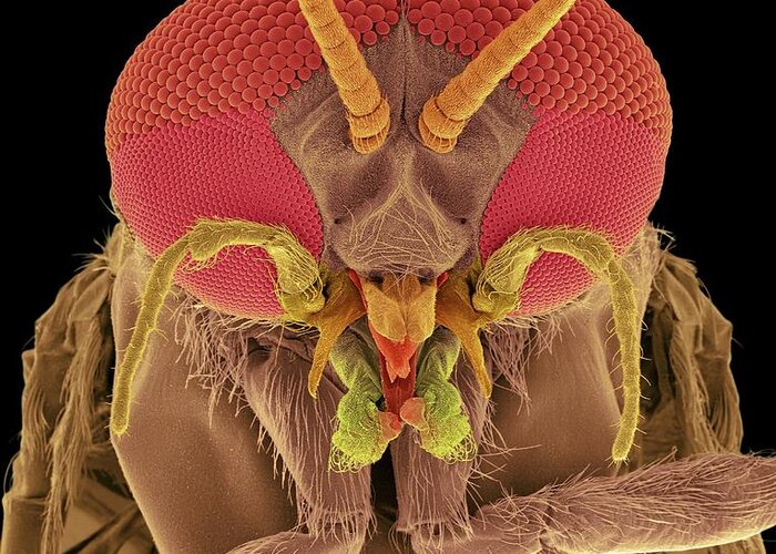 Antenna Greeting Card featuring the photograph Black Fly Adult Male Head #3 by Dennis Kunkel Microscopy/science Photo Library