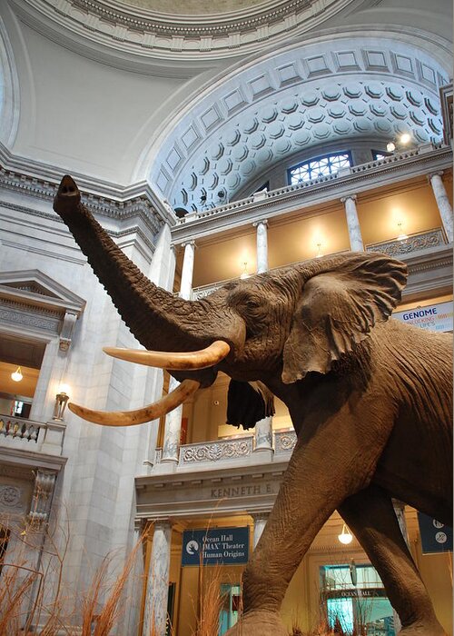 Bull Elephant Greeting Card featuring the photograph Bull Elephant in Natural History Rotunda by Kenny Glover