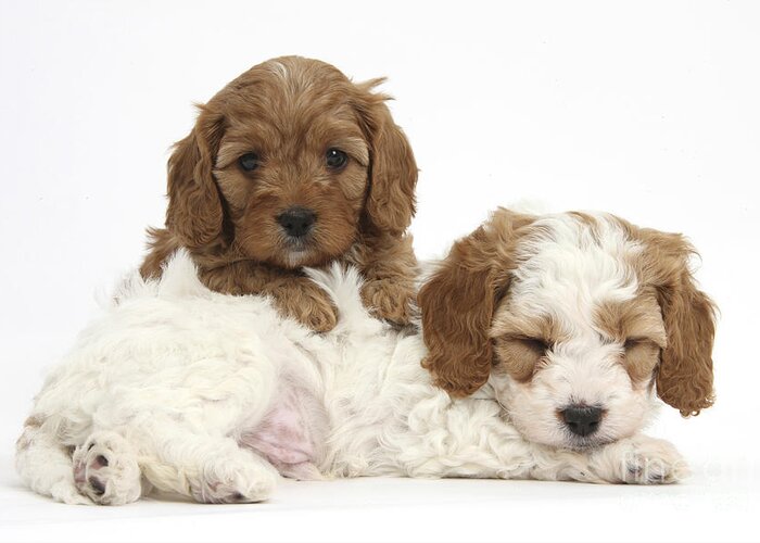 Red-and-white Cavapoo Puppy Greeting Card featuring the photograph Cavapoo Puppies #3 by Mark Taylor