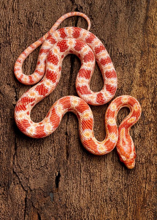 Nature Greeting Card featuring the photograph Corn Snake P. Guttatus On Tree Bark #3 by David Kenny