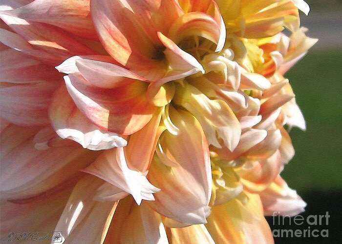 Dahlia Greeting Card featuring the painting Dahlia named Peaches-N-Cream #3 by J McCombie