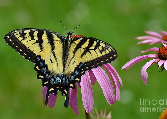 Butterfly Greeting Card featuring the photograph Eastern Tiger Swallowtail #3 by Rodney Campbell
