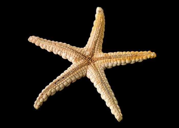 1970s Greeting Card featuring the photograph Elegant Starfish #3 by Natural History Museum, London
