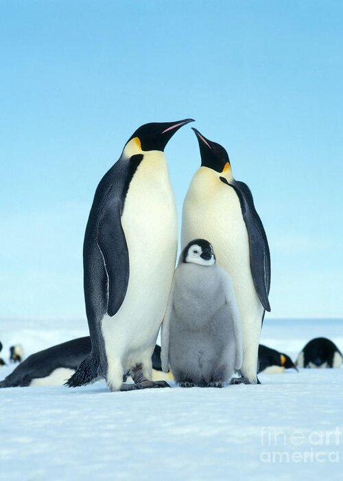 Penguin Greeting Card featuring the photograph Emperor Penguin Aptenodytes Forsteri #3 by Hans Reinhard