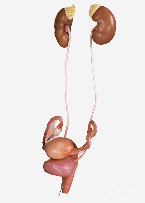 3d Visualisation Greeting Card featuring the photograph Female Genitourinary System #3 by Science Picture Co