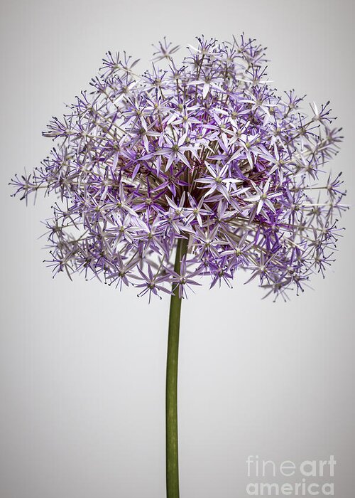 Onion Greeting Card featuring the photograph Flowering onion on gray by Elena Elisseeva
