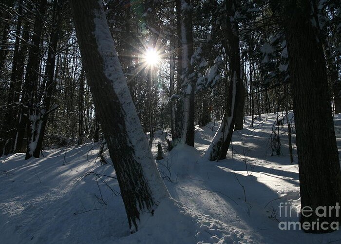 Forest Greeting Card featuring the photograph Forest Light by Neal Eslinger