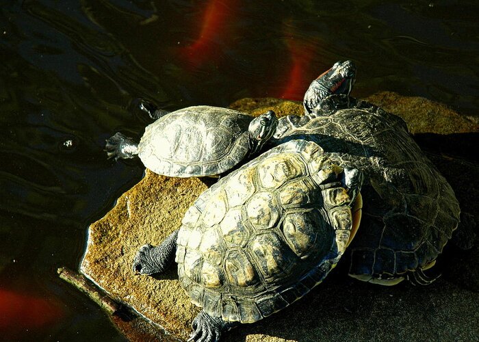 Turtles Greeting Card featuring the photograph 3 Friends by Bruce Carpenter