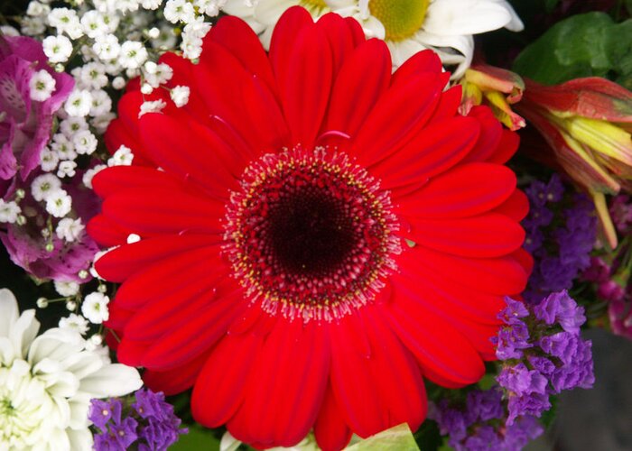 Asteraceae Greeting Card featuring the photograph Gerbera Daisy Gerbera Jamesonii #3 by Bonnie Sue Rauch
