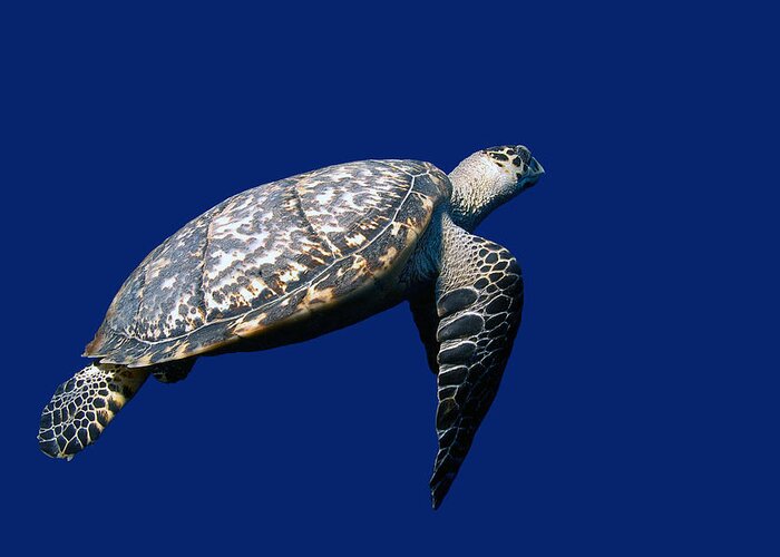 Animal Greeting Card featuring the photograph Hawksbill Turtle #3 by Charles Angelo