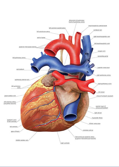 Anatomy Greeting Card featuring the photograph Heart #3 by Asklepios Medical Atlas