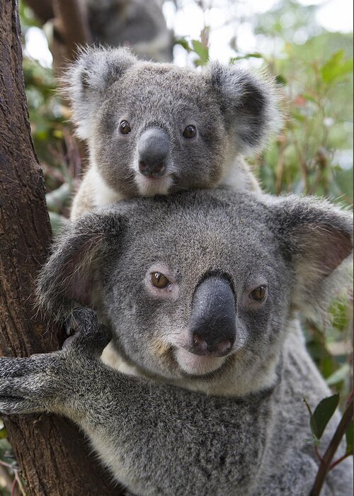 Feb0514 Greeting Card featuring the photograph Koala Mother And Joey Australia by Suzi Eszterhas