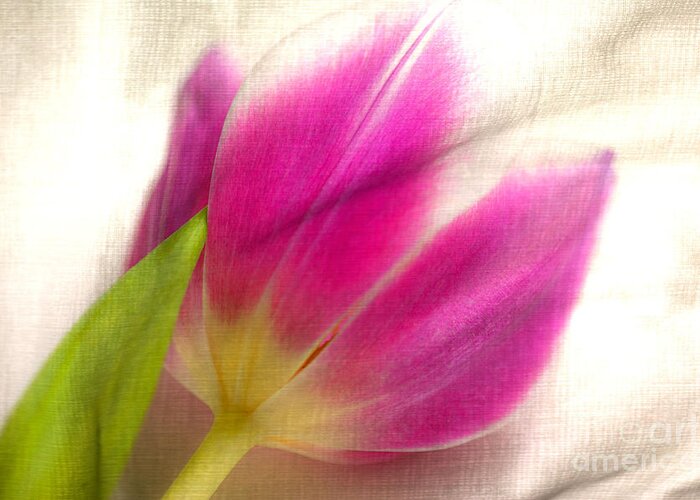 Tulips Greeting Card featuring the photograph Linen Tulip #3 by Bobbi Feasel